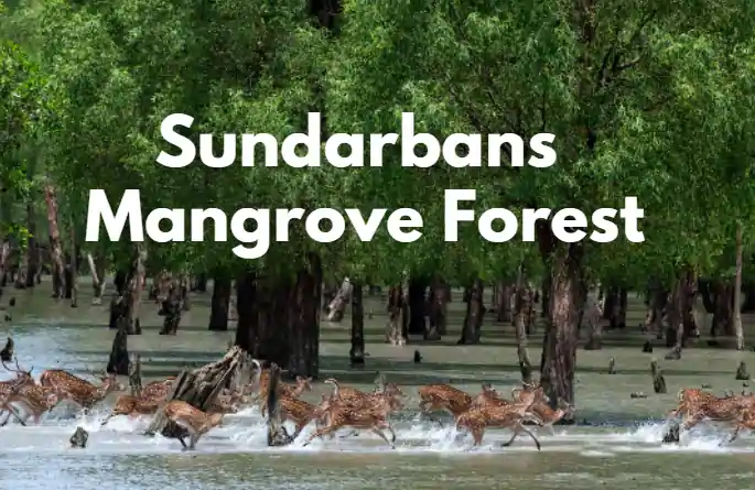 Sundarbans Mangrove Forest